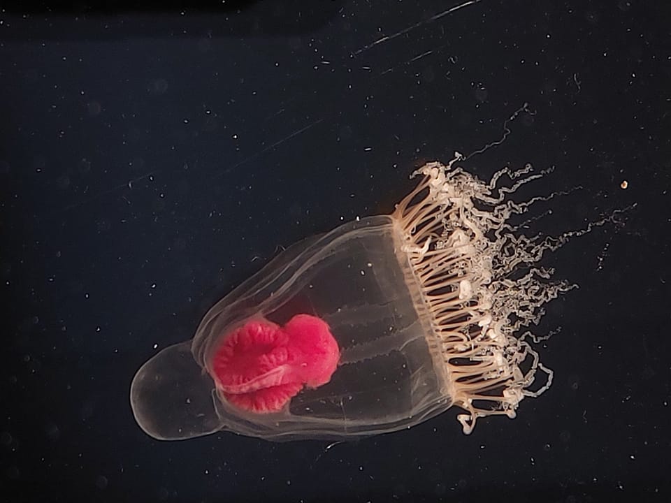 Kraj Rovinja fotografirana rijetka vrsta hidro meduze