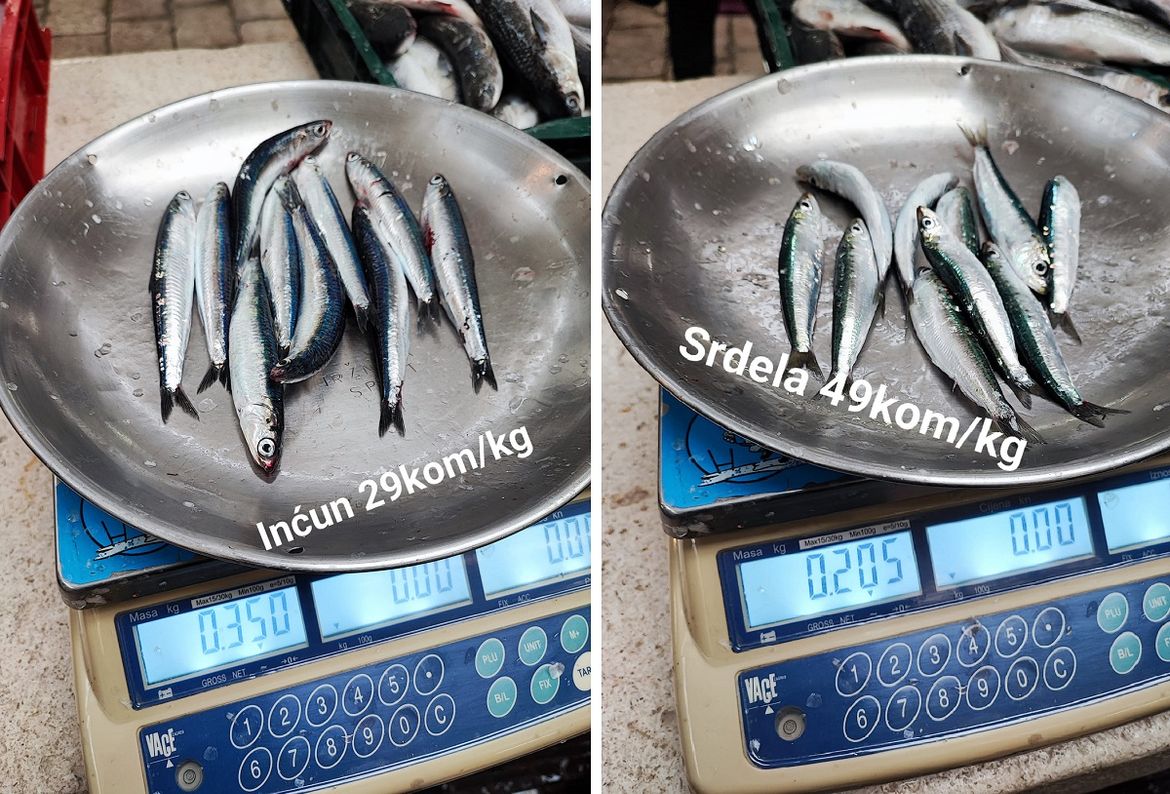 Kako su inćuni u Jadranu postali duplo veći od srdela?