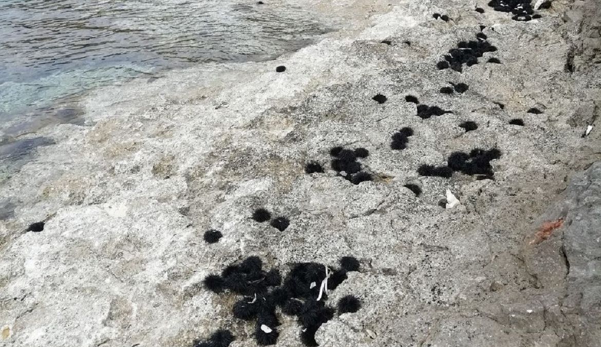 Na istarskoj obali pronađena veća količina uginulih morskih ježeva