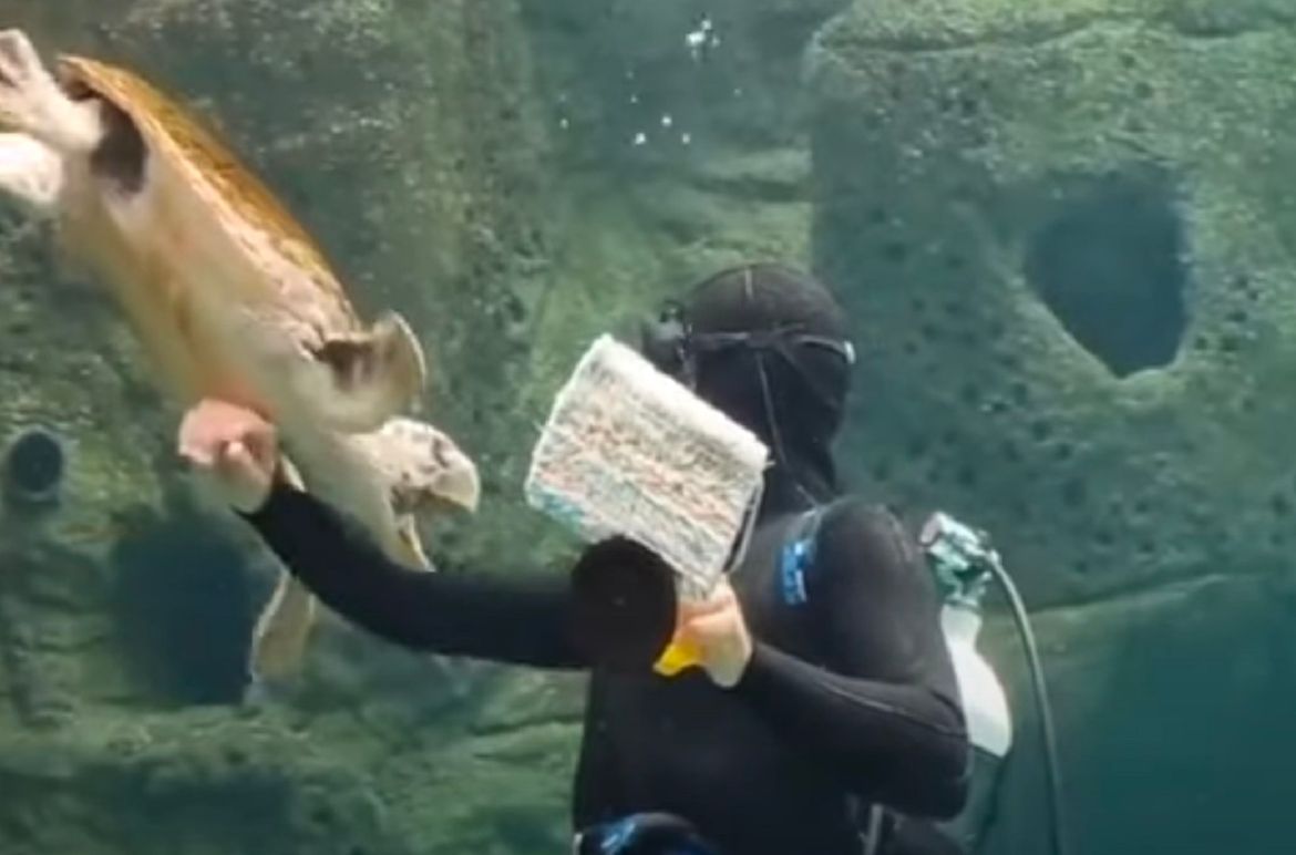 VIDEO Kornjača pokušala ugristi ronioca i to ne jednom!