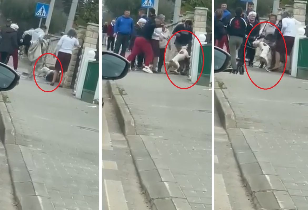 VIDEO Stafordi u Zadru na plaži i ulici jučer napali dva psa