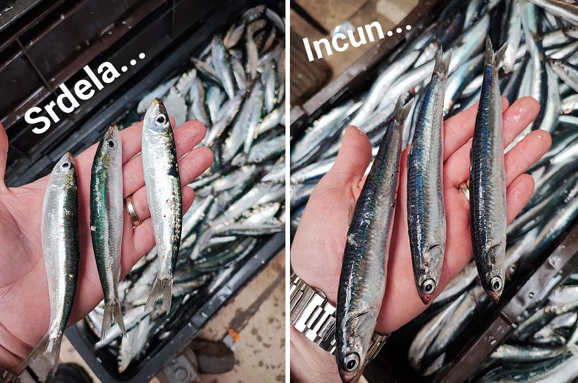 Znanstvenica nam objasnila zašto su srdele manje od inćuna u Jadranu - Odgovor bi trebao sve zabrinuti!