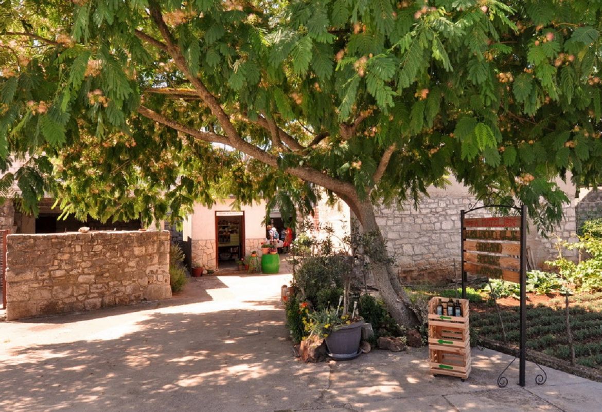 GURMANSKA FEŠTA U JELSI 4. Wine, olive & heritage festival 2023.