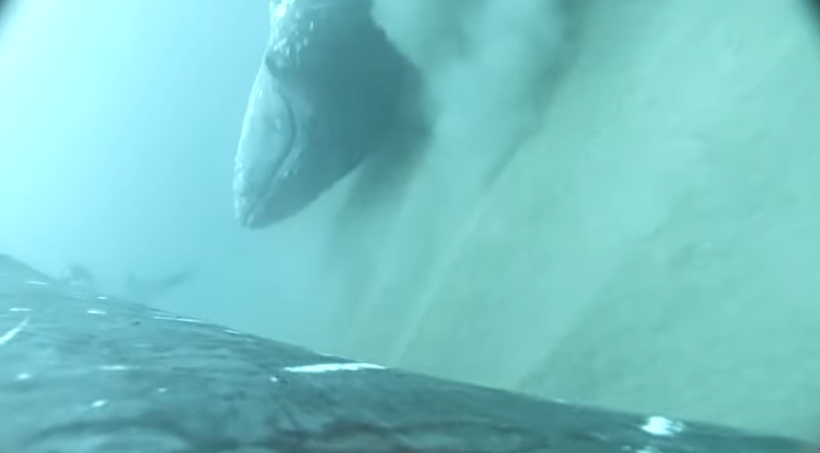 VIDEO Kako i zašto kitovi održavaju svoje tijelo glatkim? Da, kitovi pilingiraju kožu...