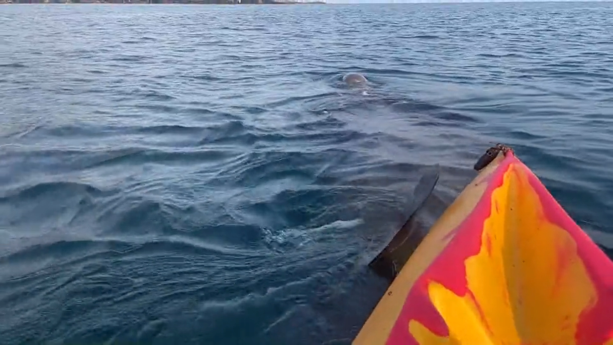 VIDEO Ogromni morski pas pliva ispod kajaka