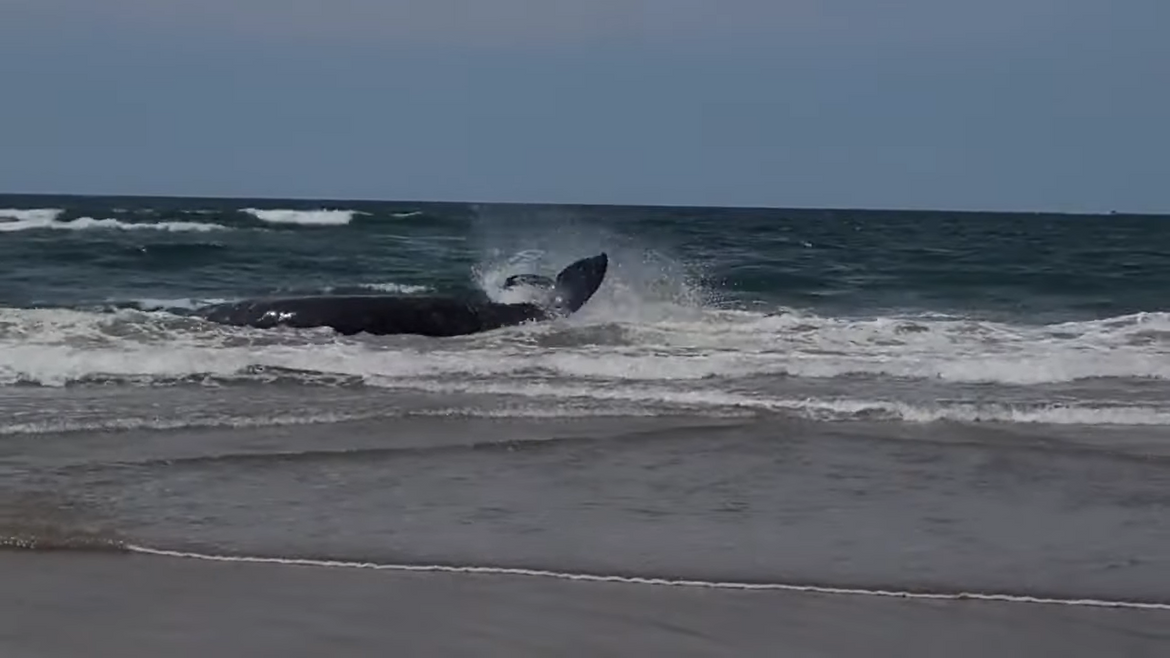 VIDEO Sivi kit i mladunče nasukani na plaži uspjeli se vratiti u morske dubine