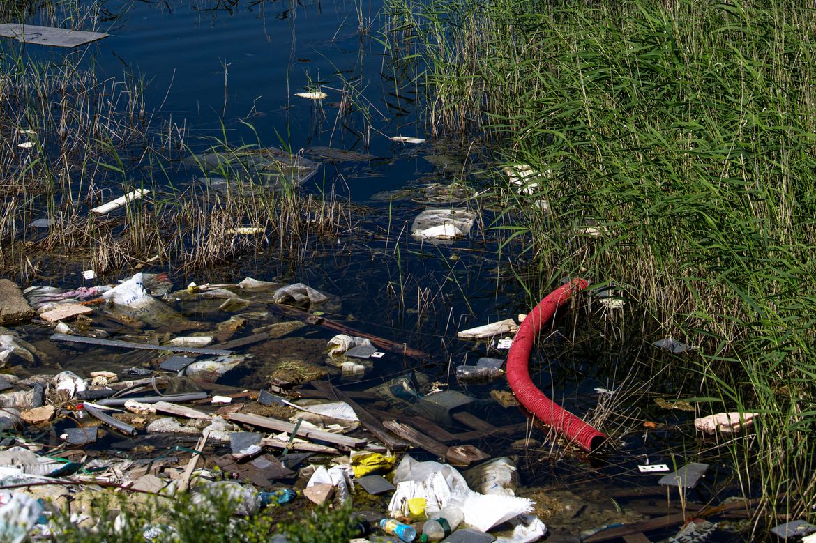U obalnim slanim močvarama pronađene gljive koje jedu plastiku