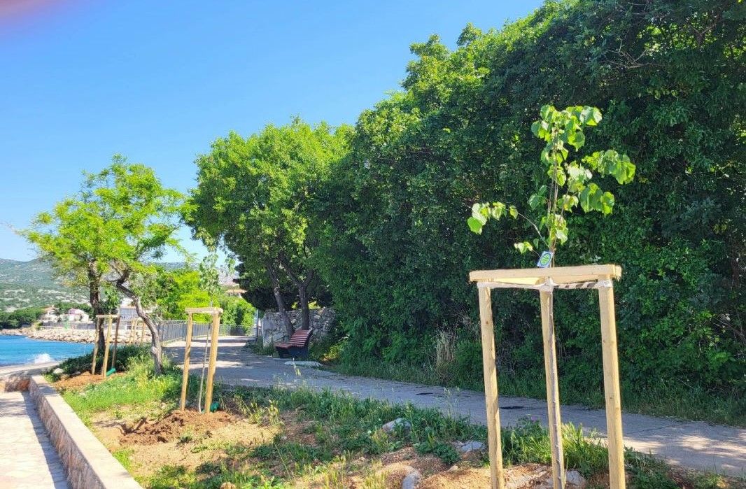 HRVATSKA PRIRODNO TVOJA Posađena stabla lipe u Klenovici