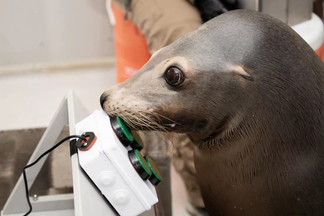 Zamislite da vas morski lav uči igrati videoigru !?