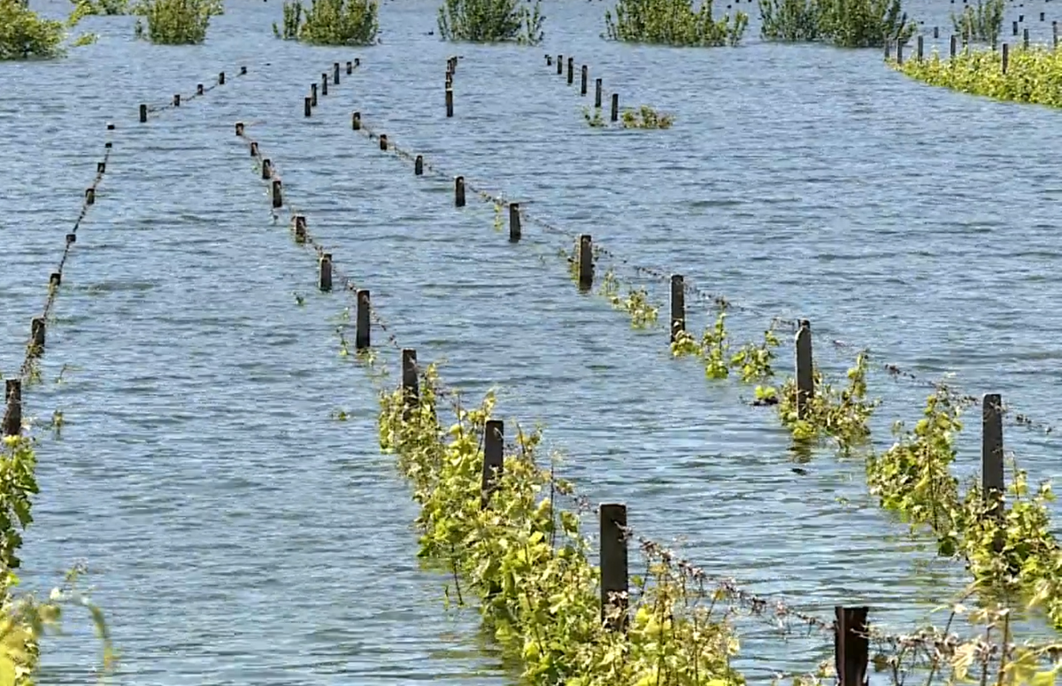 DOLINA NERETVE I POJEZERJE Vinova loza i nasadi lubenice pod vodom
