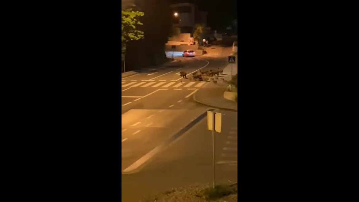 VIDEO Opatiju i Lovran okupirale divlje svinje