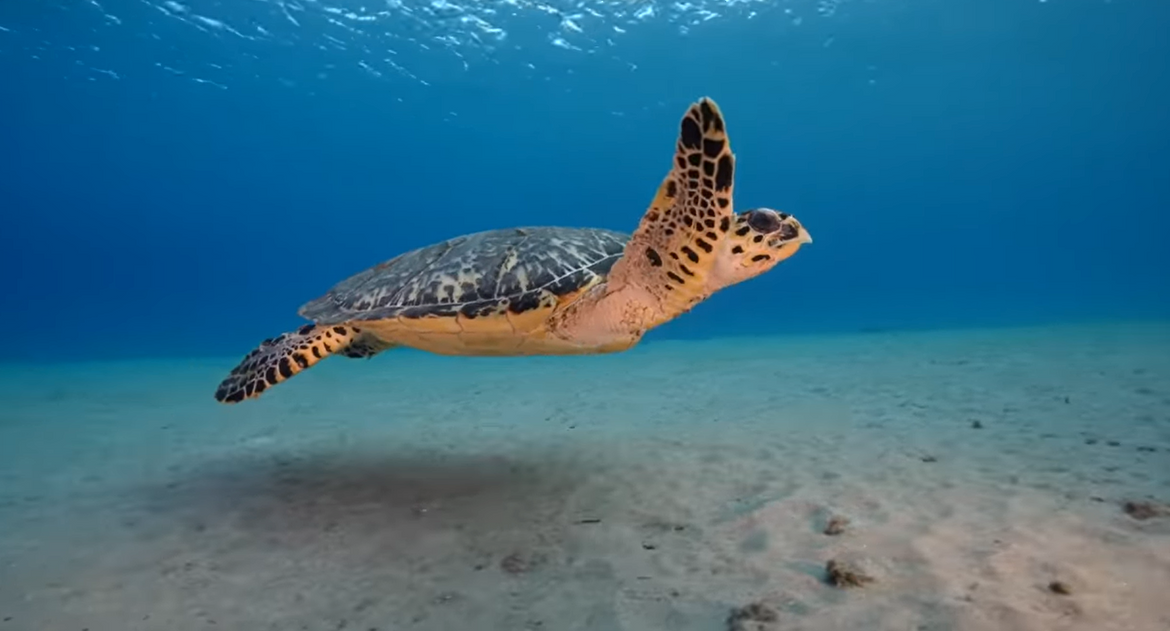 VIDEO Kako morske kornjače pronalaze put do mjesta gniježđenja?
