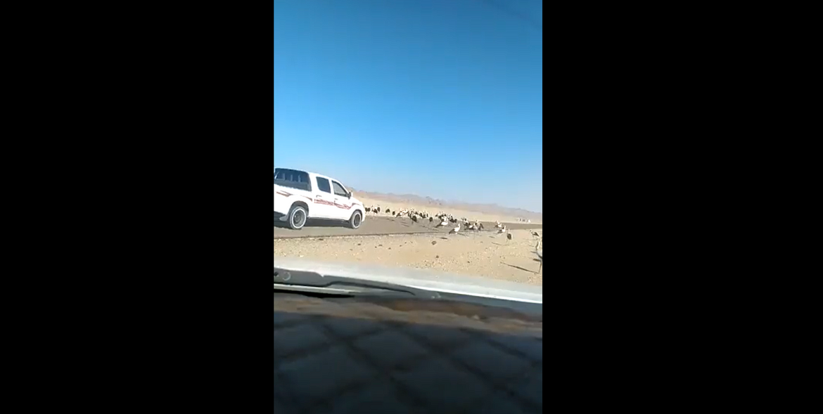 VIDEO Ptice selice blokiraju cestu dok oprezni vozač polako napreduje