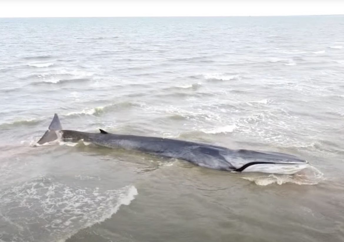 VIDEO Uginuo je kit koji se prije dva dana nasukao na plaži