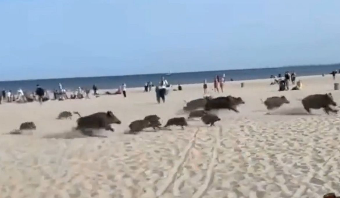 Stampedo divljih svinja na prepunu plažu!