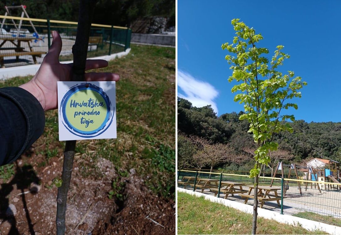 LASTOVO, PRIRODNO TVOJE Sadnja stabala na drugom najšumovitijem otoku Hrvatske