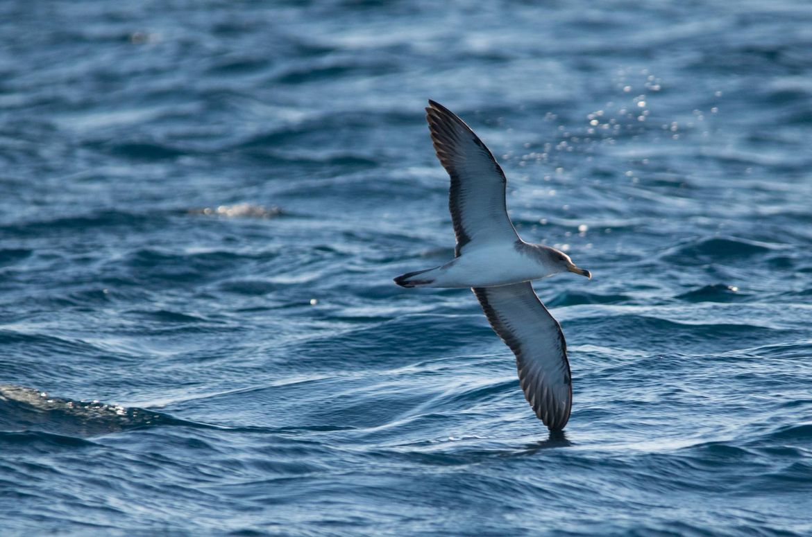 Završna konferencija LIFE Artina projekta od 9. do 11. svibnja u Segetu Donjem