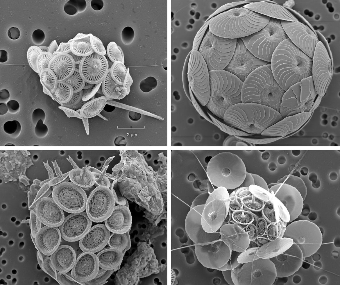 FOTO NEVIDLJIVI STANOVNICI JADRANA Tisuću su puta manji od zrna riže!