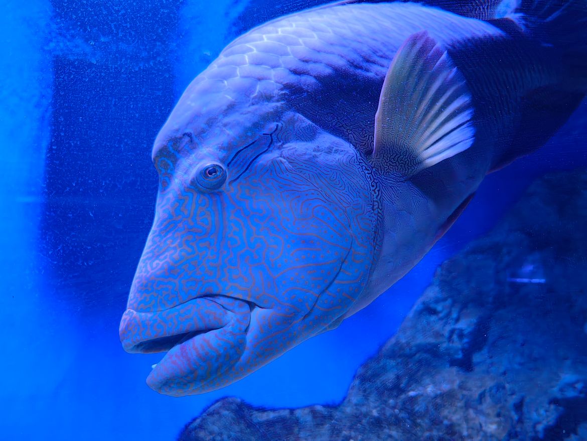 Obnovljeni pulski Aquarium ima najveći mediteranski akvarij u Europi i kraljevsku ribu koju rijetko možete vidjeti