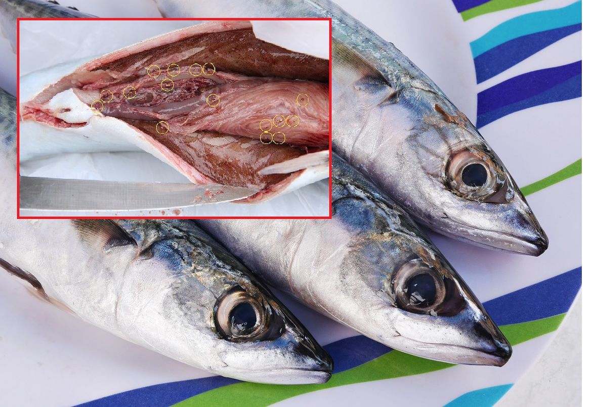 S TRŽIŠTA POVUČENA SKUŠA Kupac u njoj otkrio crvolikog nametnika!