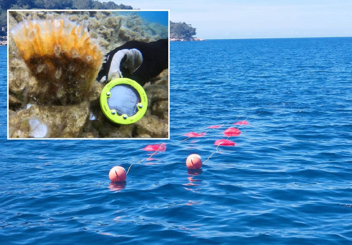 LASTOVSKO OTOČJE Postavljeni kolektori za prihvat ličinki plemenite periske