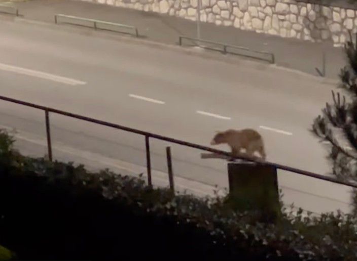 Lovci ubili medvjeda koji je u Kostreni ulazio ljudima u dvorišta