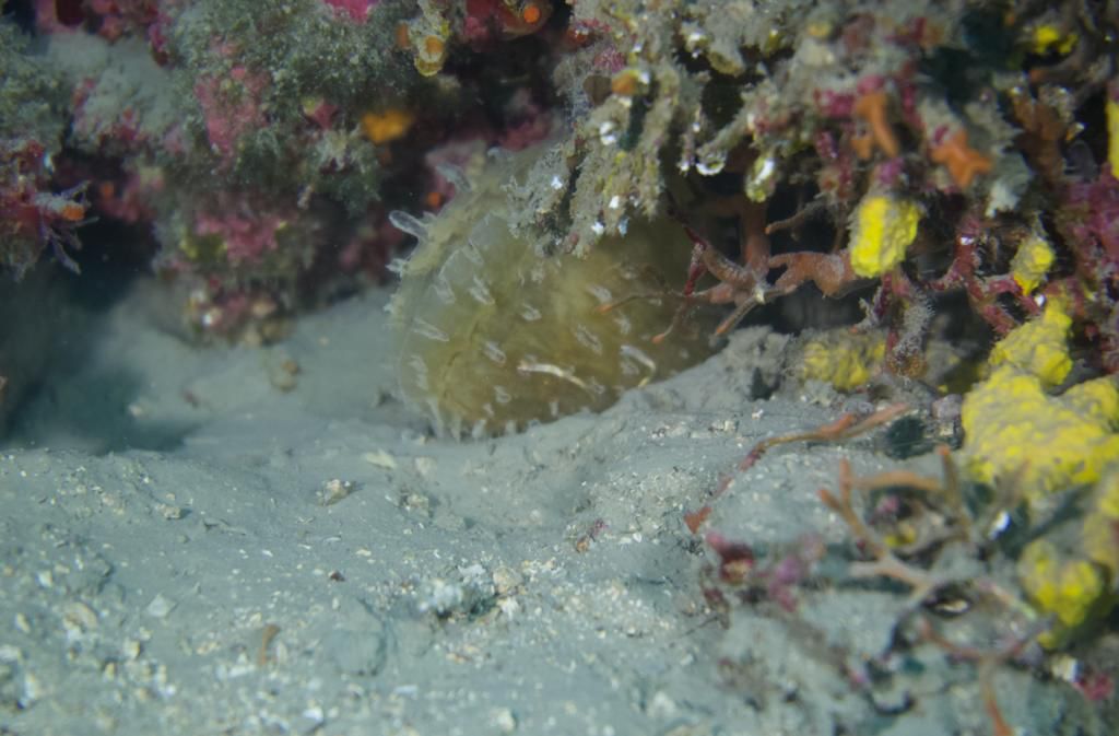 U moru kraj šetnice malog istarskog mjesta, uočena živa periska