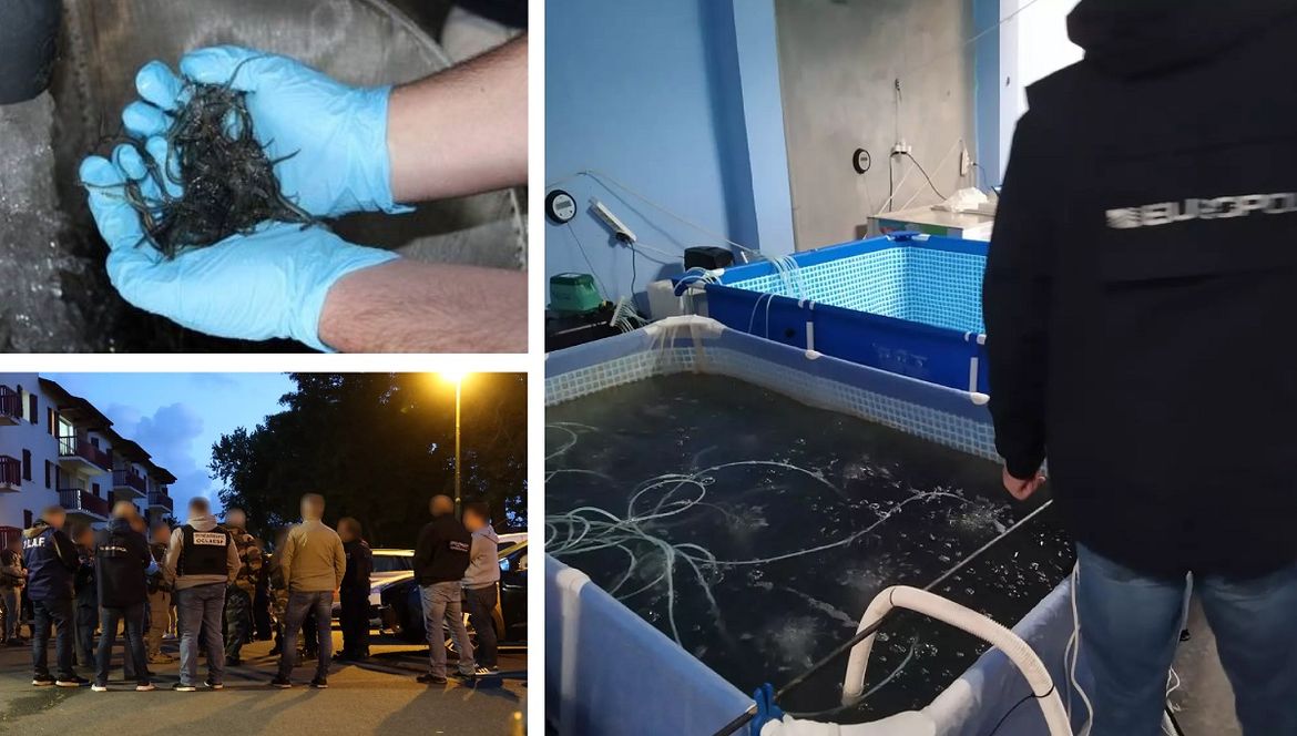 FOTO: AKCIJA EUROPOLA Uhićeno 256 krijumčara jegulja!