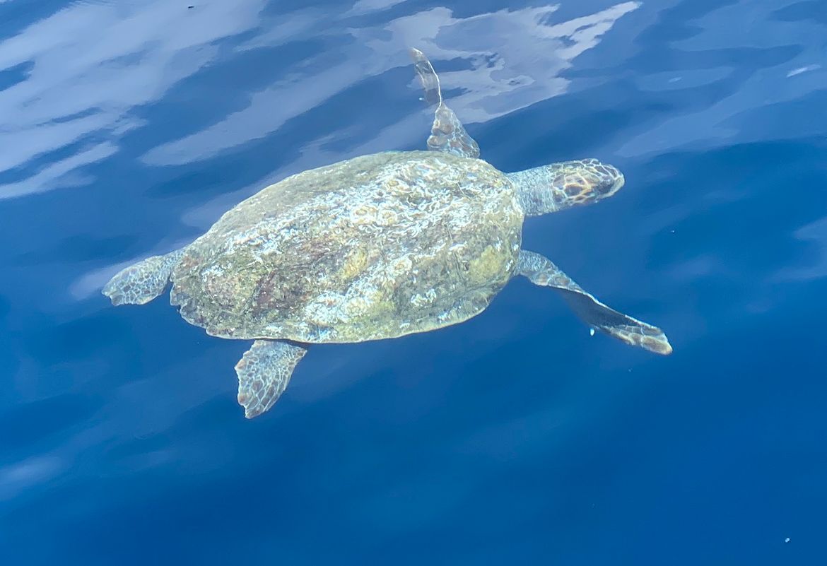 VIDEO: OVAKO TREBA Kad je vidio želvu, zaustavio gliser da je ne uznemirava