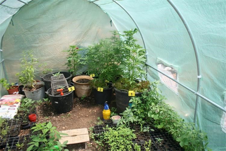 U Bilicama kod Šibenika policija pronašla plastenik s marihuanom