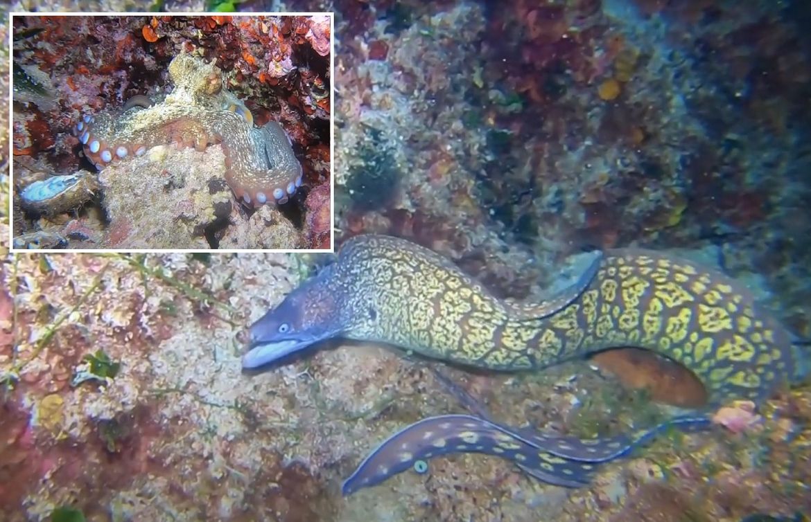 VIDEO Pokušaj napada murine i inteligentno skrivanje hobotnice u podmorju Lastova