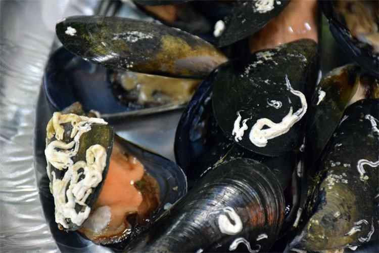 Novigradska dagnja postala 43. hrvatski proizvod zaštićenog naziva u Europskoj uniji