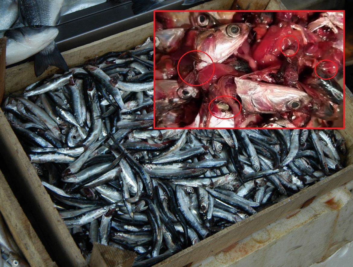 Vidite li ovaj parazit u ribi, nikako ne jedite carpaccio, jer može biti opasno!