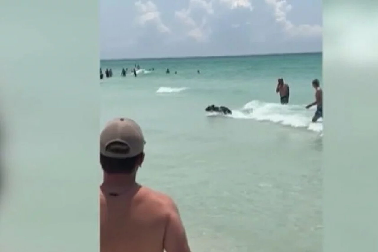 Ide medo iz mora van, nije rek'o dobar dan!