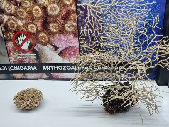 Zanimljiva izložba "Blago jadranskog podmorja" gostuje i u sklopu Porečkog ljeta