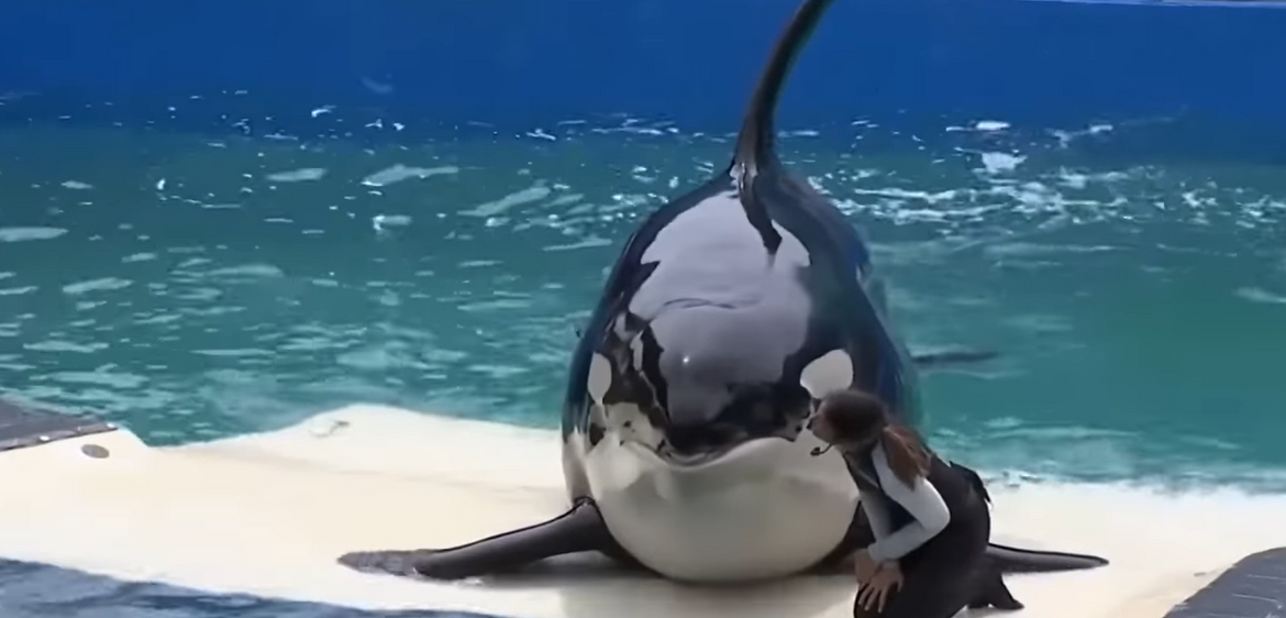 FOTO/VIDEO Lolita je spremna za slobodu - Nakon 50 godina u zatočeništvu vraća se u ocean