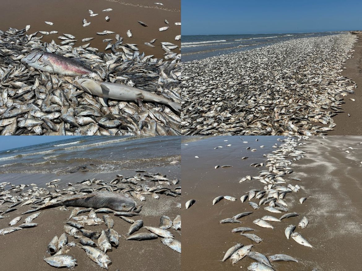 VIDEO Tisuće mrtvih riba preplavile obalu, razlog je zabrinjavajuć