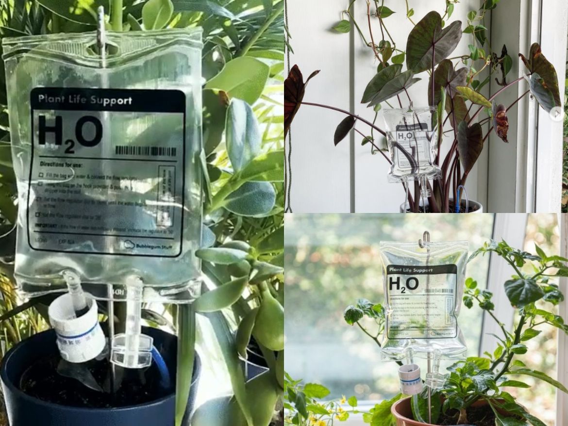 Dok ste vi na odmoru, o vašim zelenim ljubimcima brine  infuzija s vodom