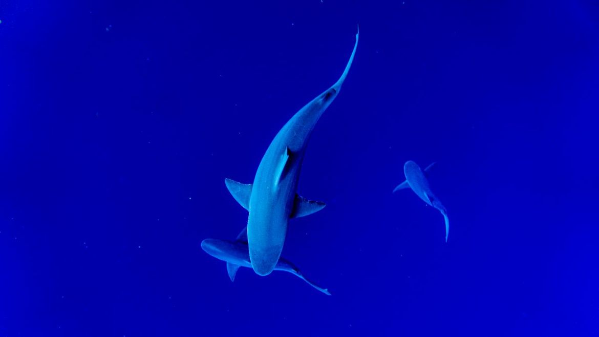 Morski psi i raže u Sredozemlju su u opasnosti