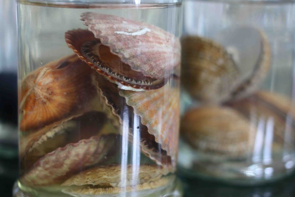 Povijesna zbirka zooloških preparata i konzerviranih morskih organizama neprocjenjive vrijednosti