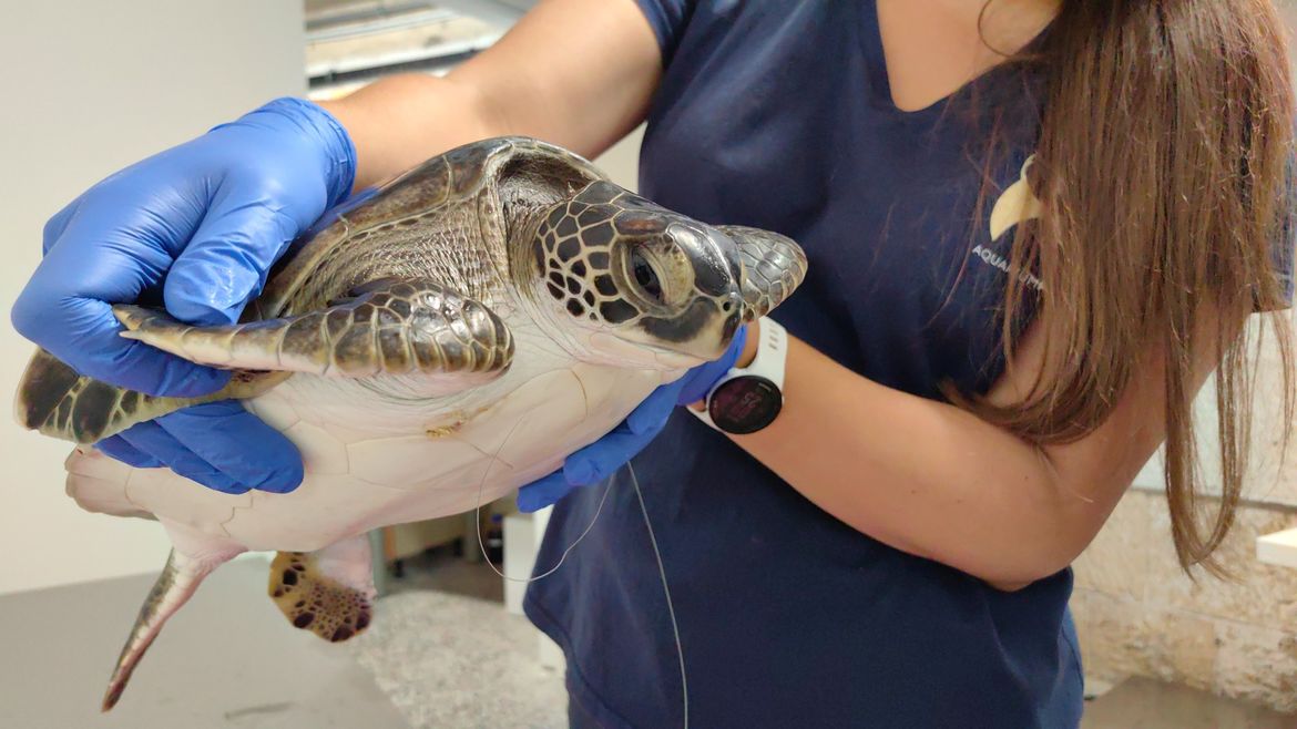 FOTO Mlada jedinka zelene želve progutala ribarsku udicu s najlonom pa iz Crikvenice prebačena u Pulu