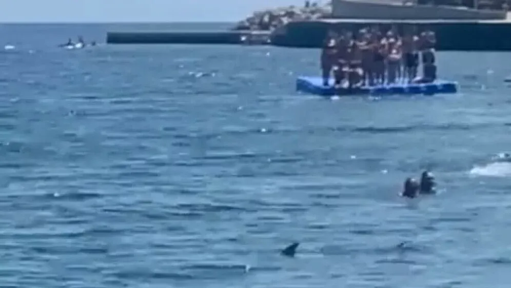 VIDEO Panika na plaži - Morski psi plivali na metar od kupača