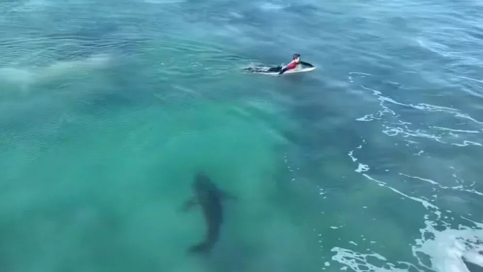 VIDEO Velika bijela psina od gotovo tri metra doplivala među surfere