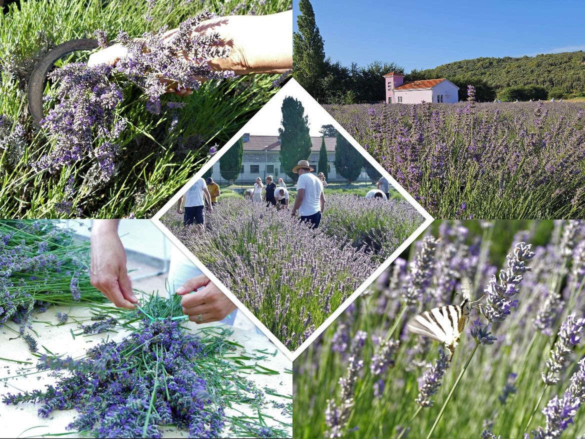 Održana tradicionalna dobrovoljna berba lavande na Rabu
