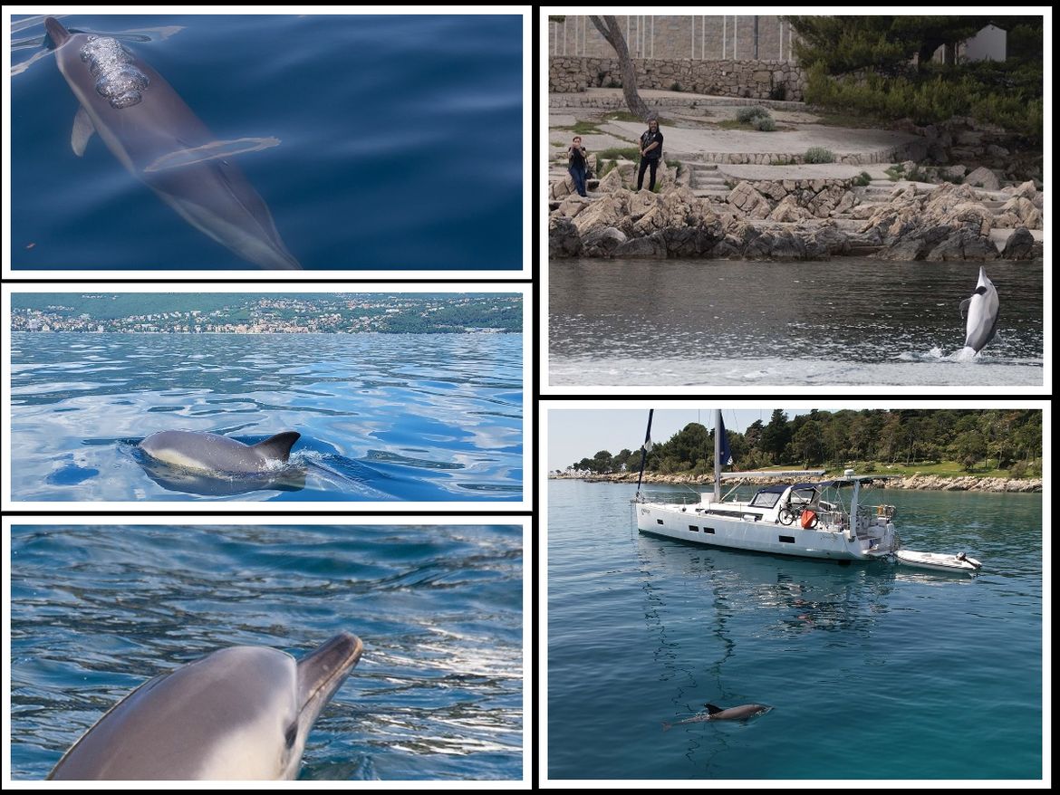 Samotni obični dupini u Riječkom zaljevu i kod Raba izdvajaju se iz grupa i ponašaju neuobičajeno