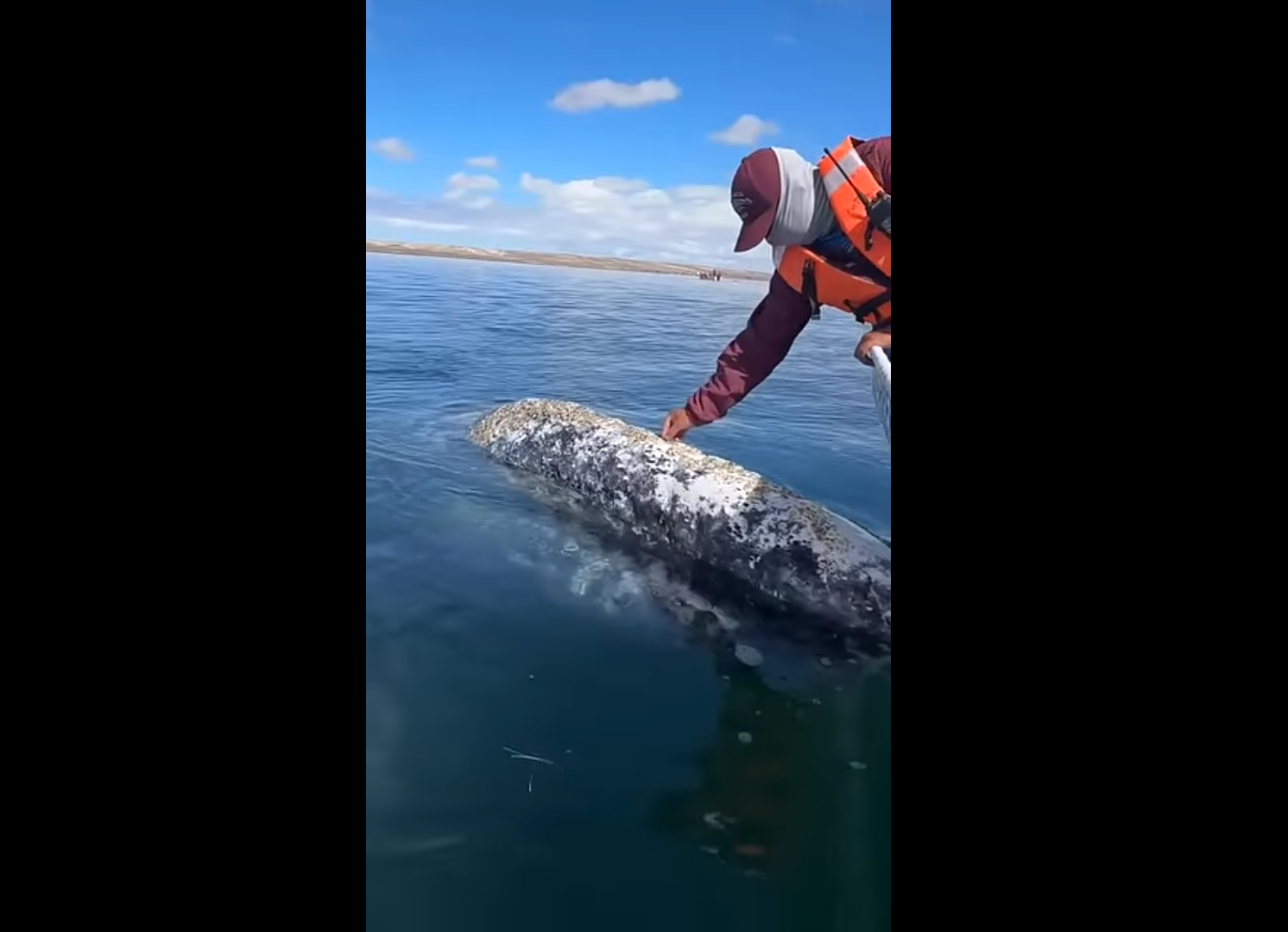 VIDEO Nevjerojatan trenutak - Kit doplivao do broda i 'zamolio' za uslugu