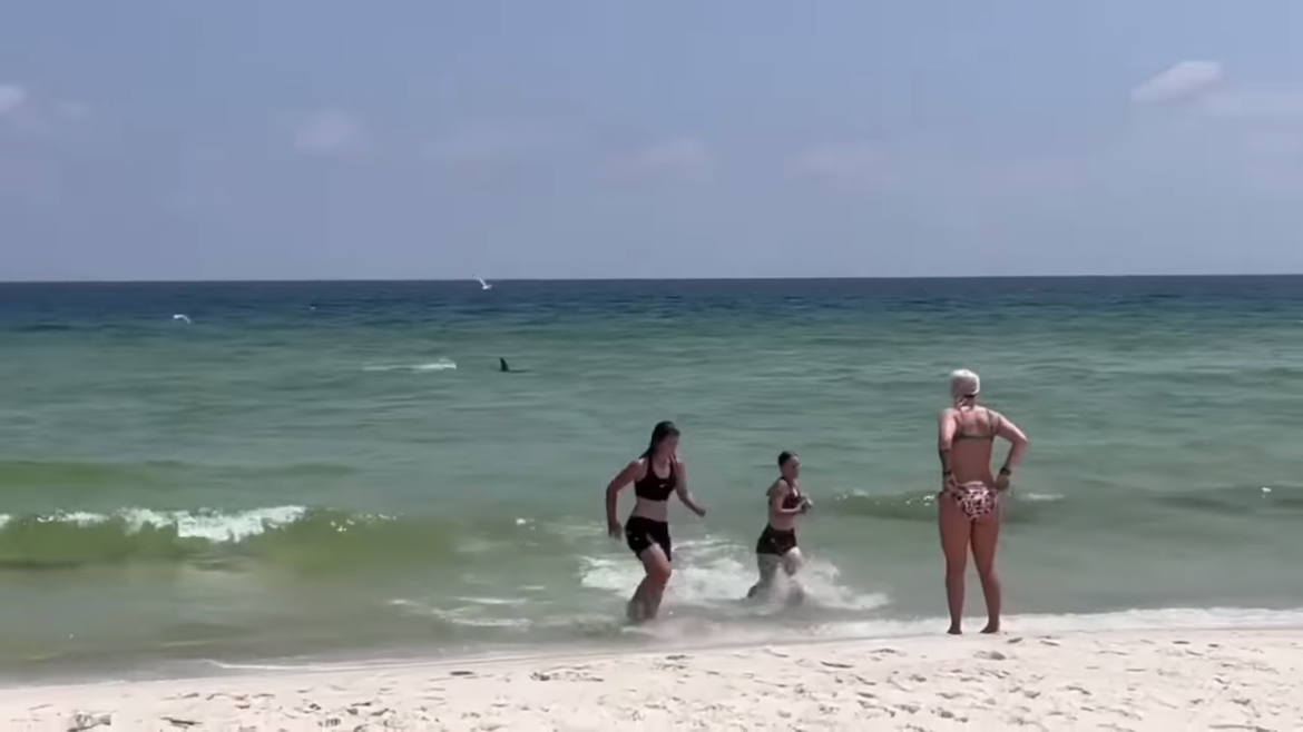 VIDEO Dramatična snimka morskog psa - U plićaku plivao prema kupačima