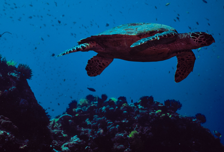 Kampanja udruge Sunce: More puno života – Za zaštićena područja