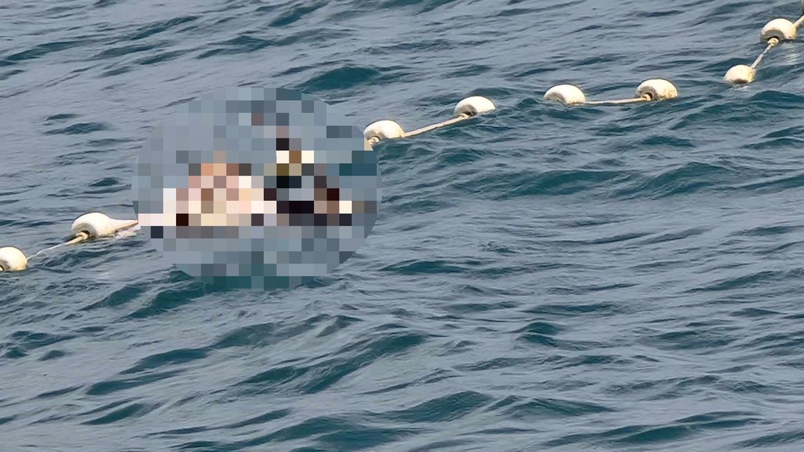 FOTO Pronađen uginuli bjeloglavi sup kod plaže u Krku