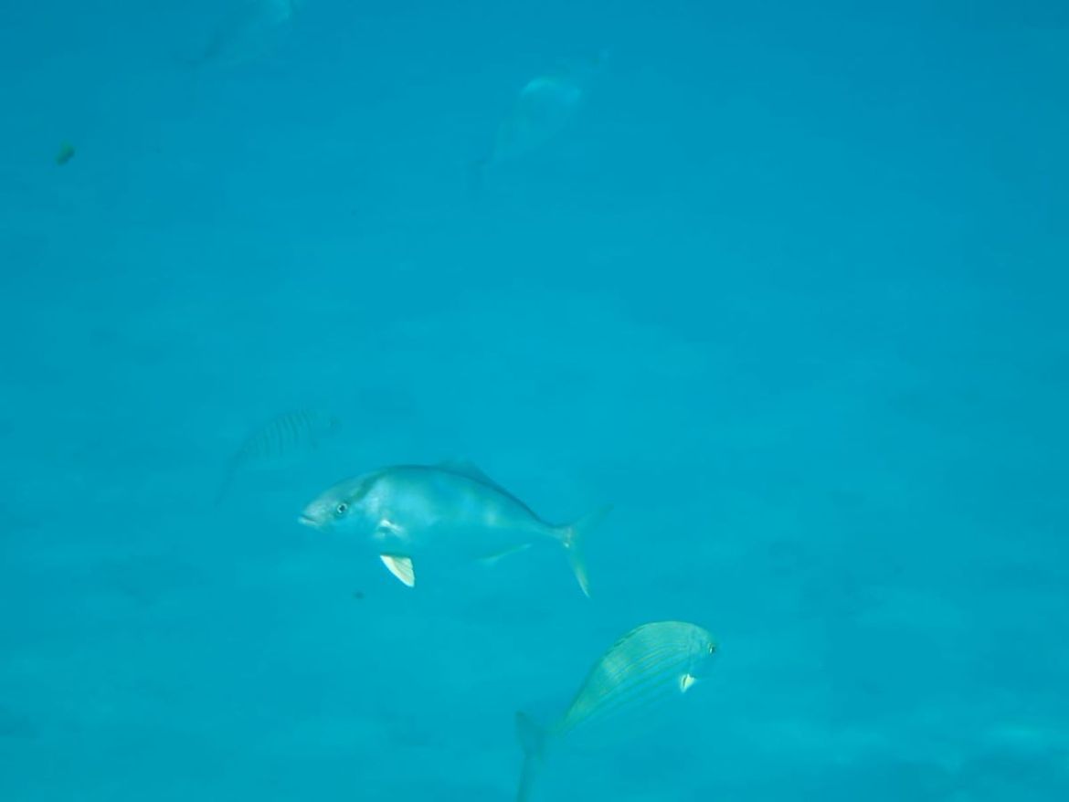 Kod rta Kamenjak uočena vrsta koja kupače može bockati, no za ribe je prava poslastica!
